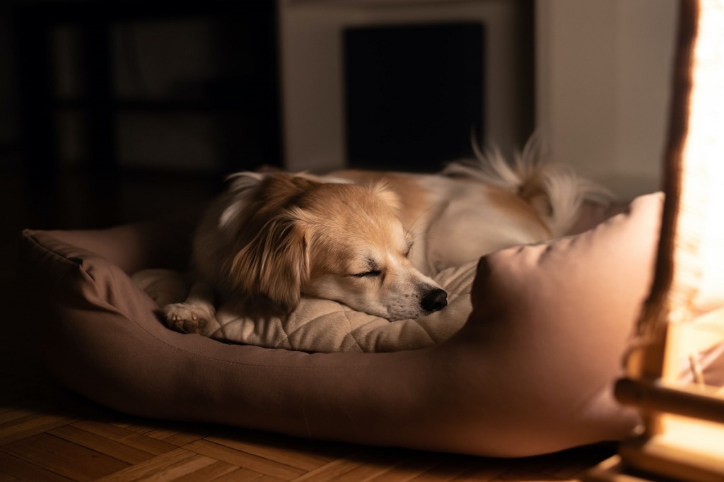 dog sleeping in a dog bed in night